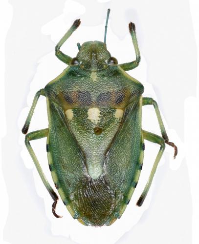 Brachynema signatum